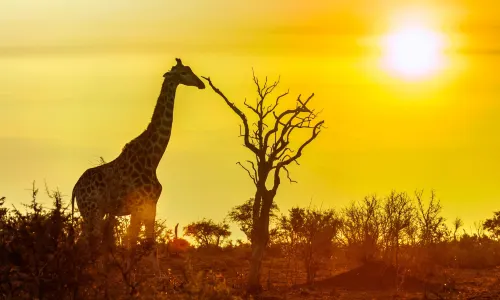 Parc national Kruger