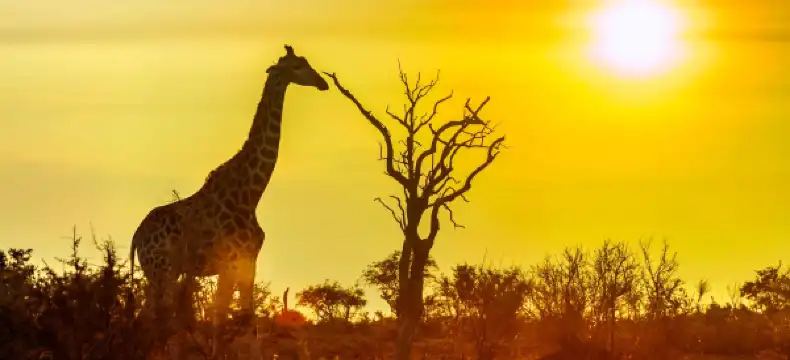 Hotels in Mopani