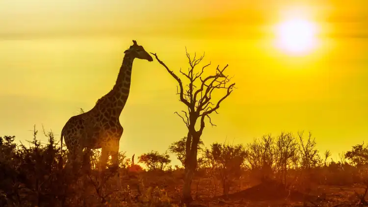 Hotels near Kruger National Park