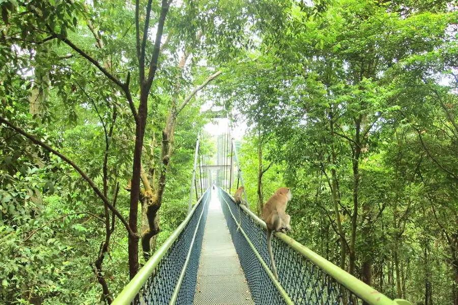 MacRitchie Reservoir