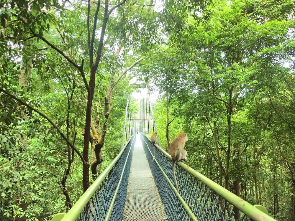 Hotel dekat MacRitchie Reservoir