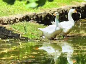 zoo di Birmingham