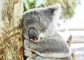 Maru Koala and Animal Park