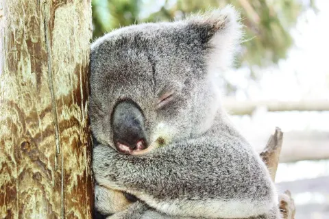 마루 코알라 앤드 애니멀 공원