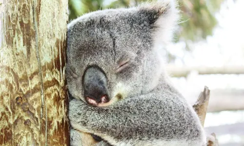 Maru Koala and Animal Park
