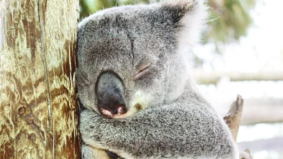 Maru Koala and Animal Park