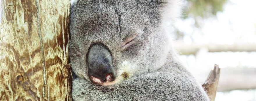 Maru Koala and Animal Park