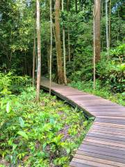 MacRitchie Nature Trail