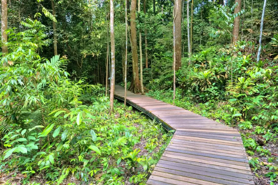 MacRitchie Nature Trail