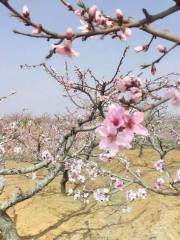 劉台桃花源風景区