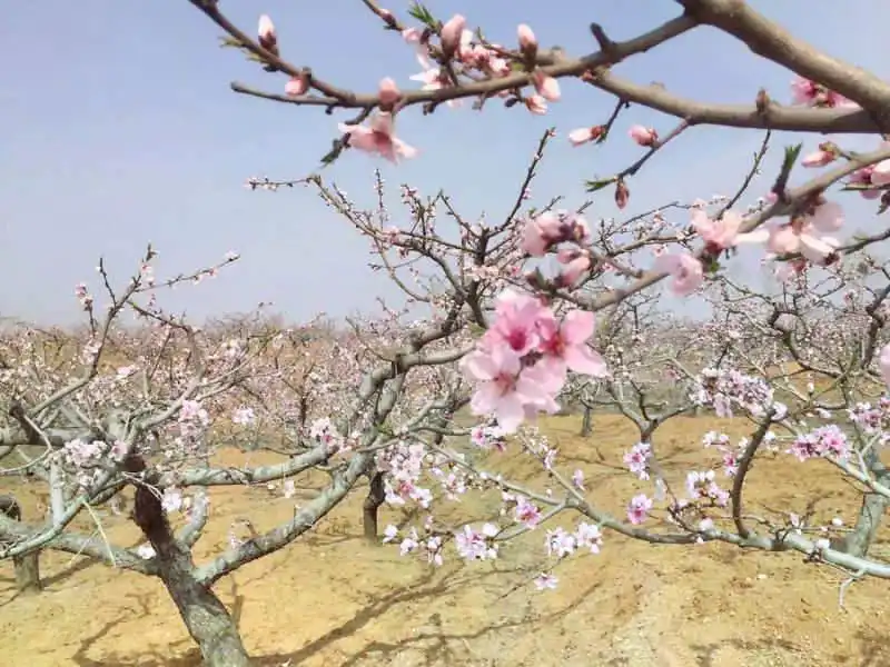 Hotels near Liutai Taohuayuan Scenic Area