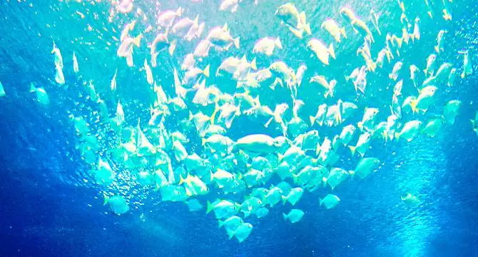 5_Aquaria KLCC