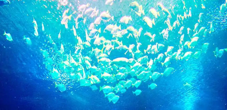 5_Aquaria KLCC