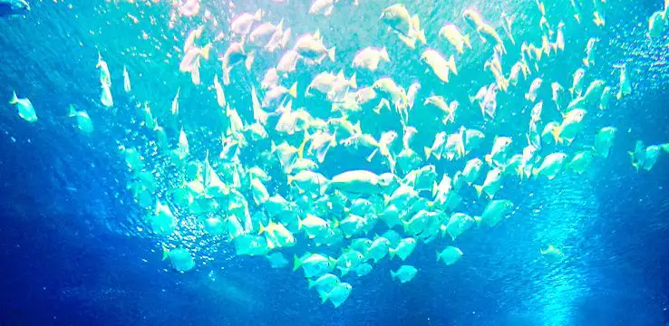 5_Aquaria KLCC