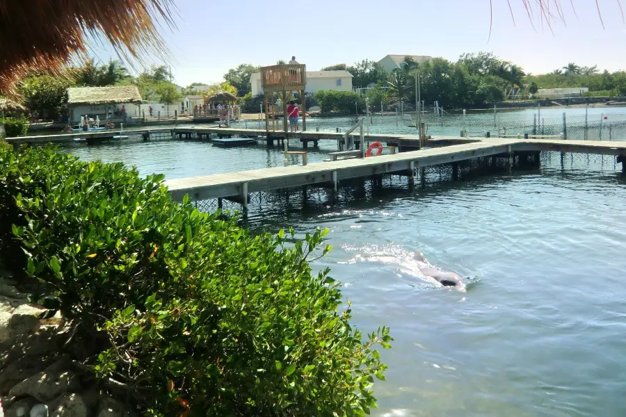 South Padre Island Dolphin Research & Sea Life Nature Center