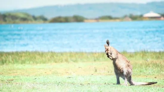 Tasmania Zoo