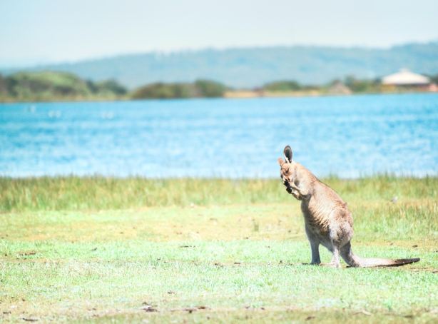 Tasmania Zoo