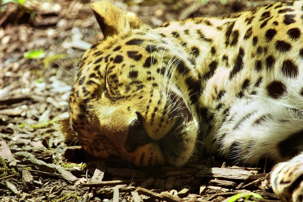 5_Kansas City Zoo & Aquarium