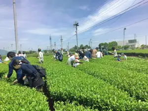 ふじのくに茶の都ミュージアム