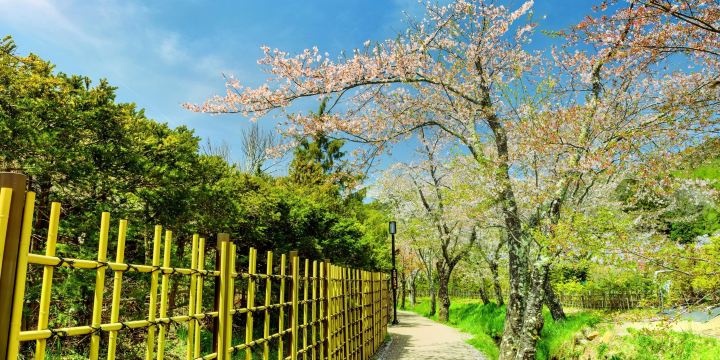 Yamanakako Hana no Miyako Park