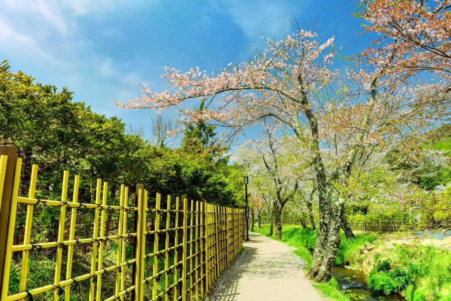 Yamanakako Hananomiyako Park