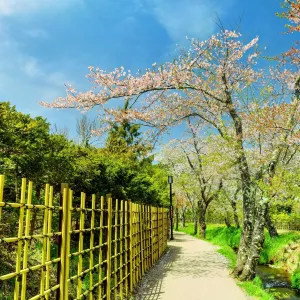 山中湖 花之都公園