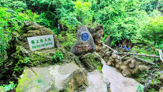 Bridge Forest Bridge Forest Bridge