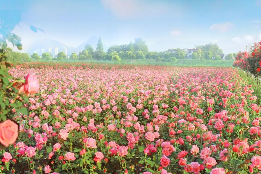 Xinsha Island Rose Garden