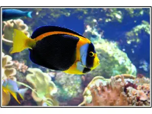 Aquarium de La Rochelle