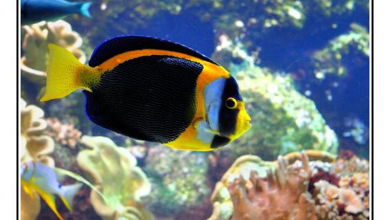 La Rochelle Aquarium