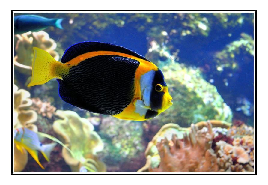 La Rochelle Aquarium