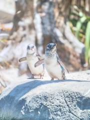 新西蘭國家水族館