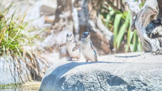 The National Aquarium of New Zealand