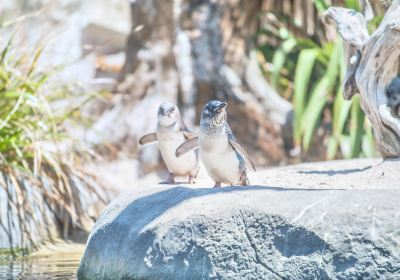 National Aquarium of New Zealand