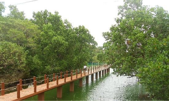Mangrove Nursery