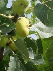 Fig Garden