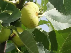 Fig Garden