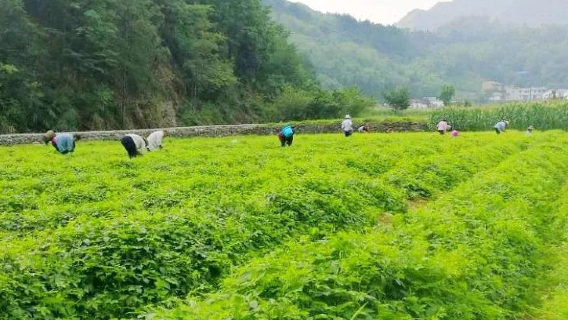 Zhuxi County Chuzhiyuan Jiaogulan Planting Professional Cooperative