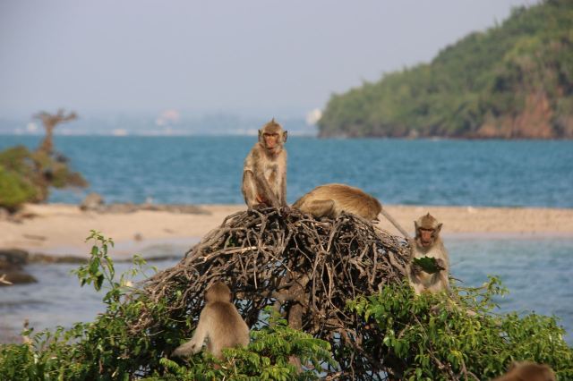 猴島