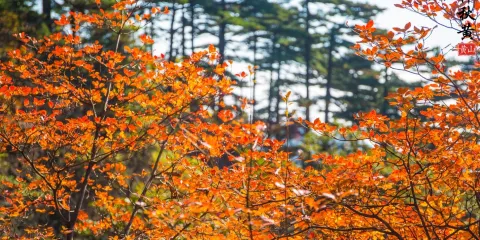 黃山風景區