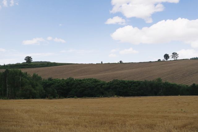 Tree of Ken and Mary
