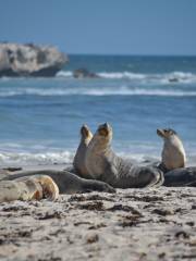 Kangaroo Island Odysseys