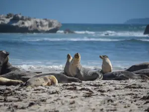 Kangaroo Island Odysseys