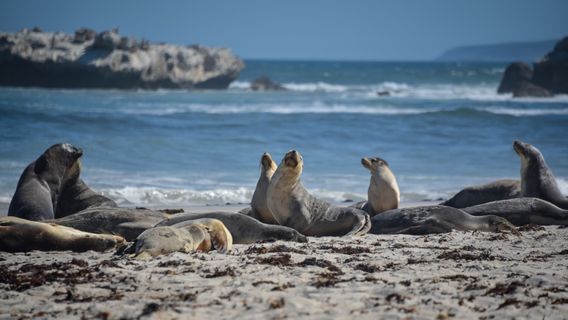Seal Bay