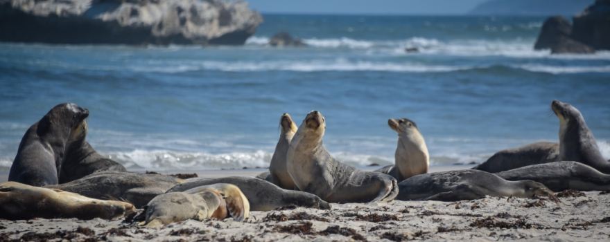 Kangaroo Island Odysseys