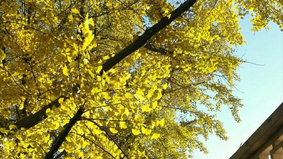 碧云天，黄叶地，秋色烂漫。晴空蓝兮，阳光正好，树影斑驳。踩着
