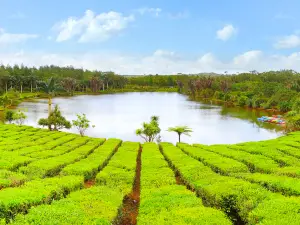 模裡西斯茶園