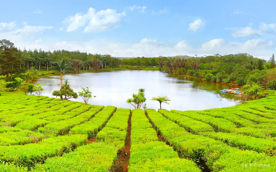 Bois Cheri Tea Factory