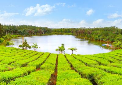 Bois Cheri Tea Factory