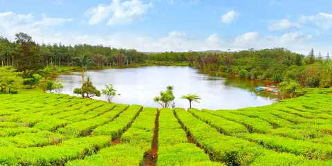 模裡西斯茶園